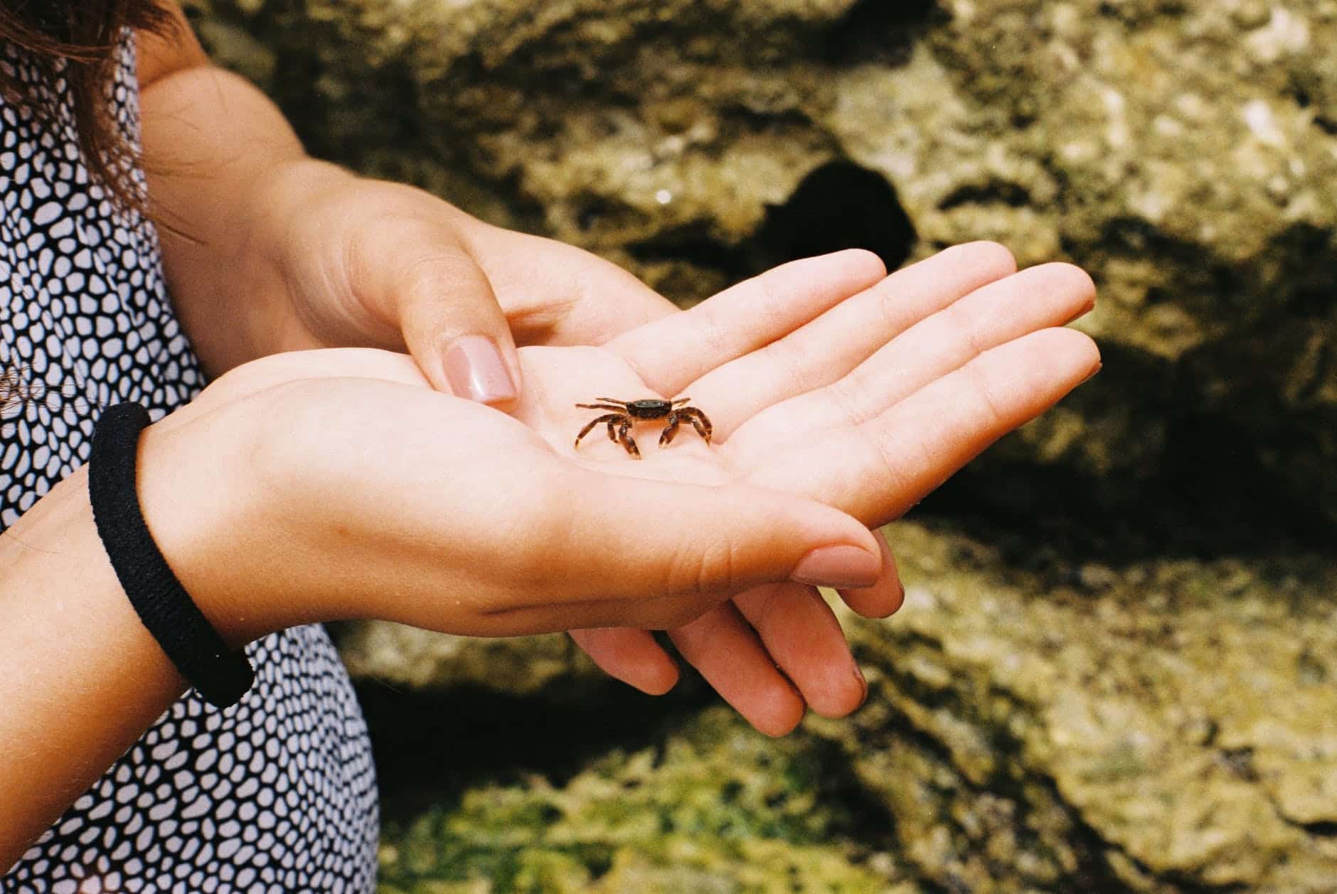 a tiny crab on a person palm